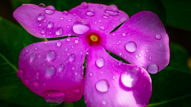 Wasser, Pro, Neu, Leben, Natur, Pflanze