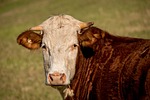 bull, cattle, stock