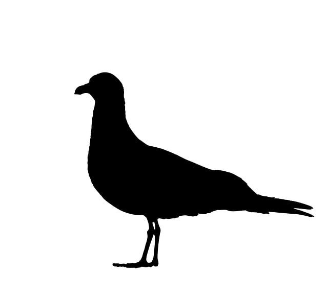 Free seagull gull bird illustration