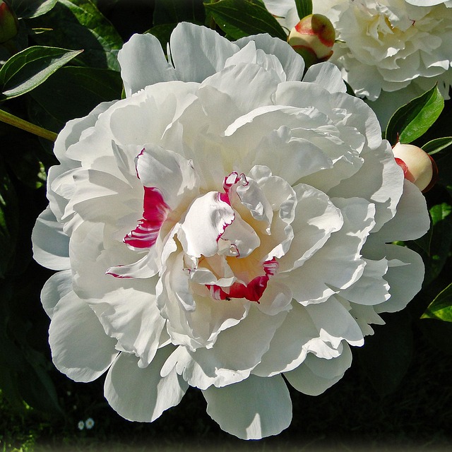 Blomster, Hvid, Hvide Blomster, Natur