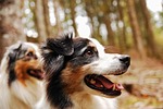 dog, berger, australian