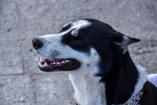 Husky, Hund, Sibiriske, Hvid