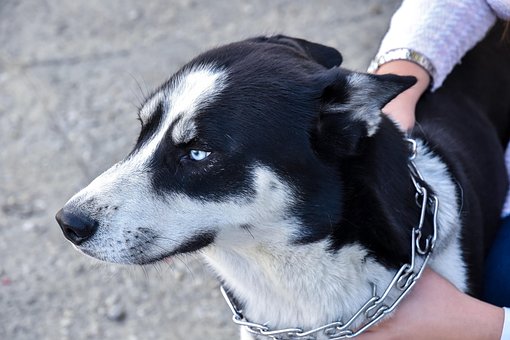 Husky, Hund, Sibiriske, Hvid