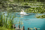 swan, swans, white