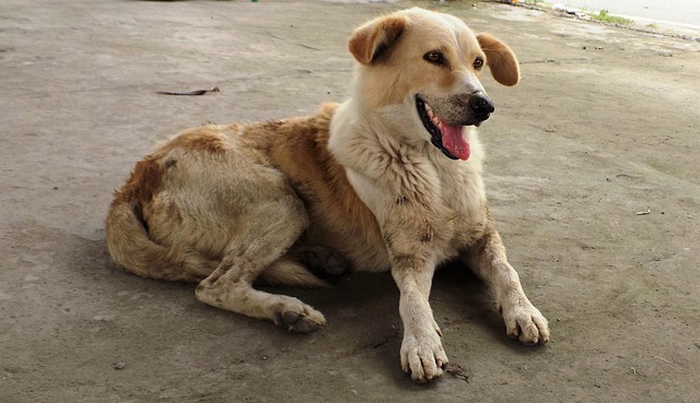 Free Dog Sitting Canine photo and picture