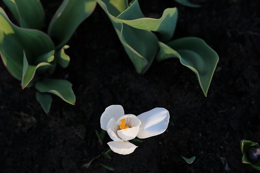 Free Flower Flowers photo and picture