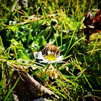 Free Bee Pollen photo and picture
