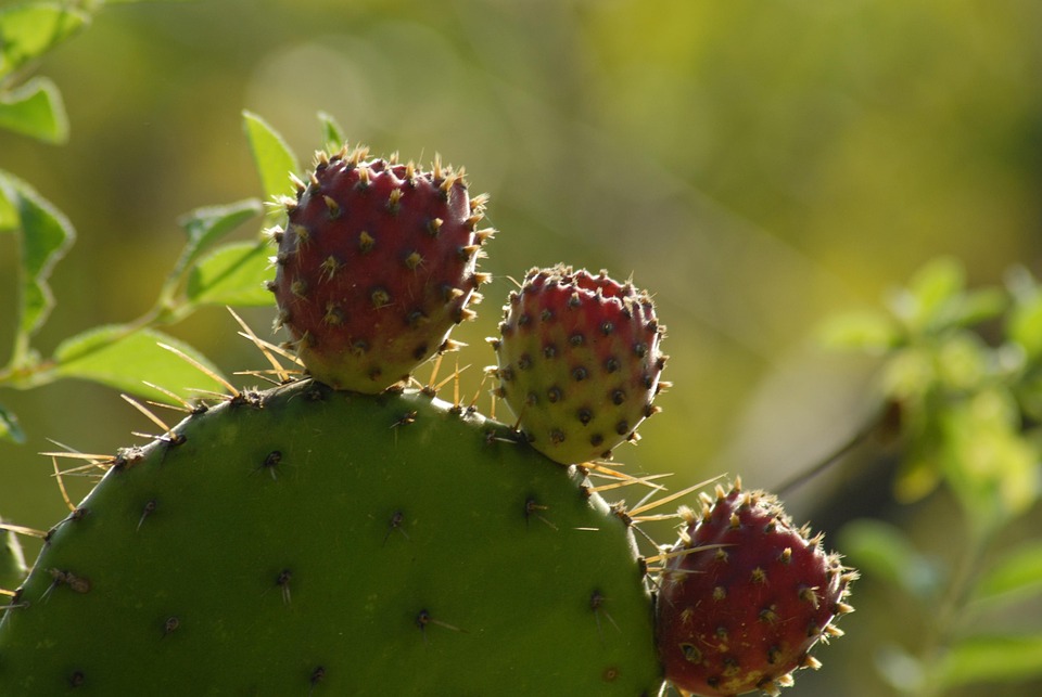 Cactus Tuna Free photo on Pixabay Pixabay