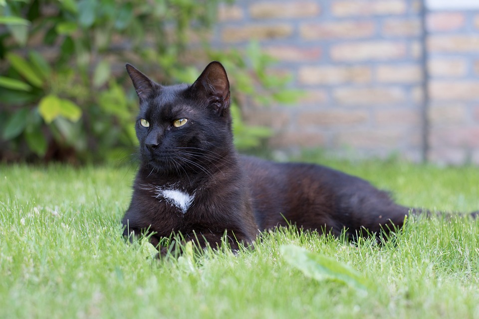 domestic-cat-2819899_960_720.jpg