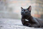 domestic cat, black cat, kitten