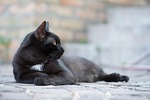 domestic cat, black cat, kitten
