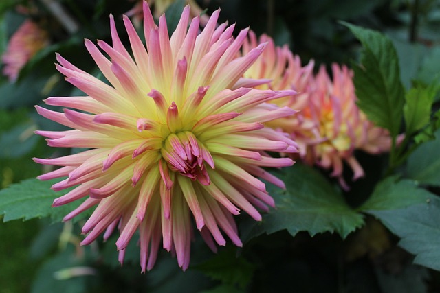 Flori, Natura, Floral, Grădină, Bloom