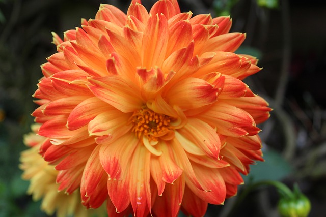Floare, Grădină, Colorat, Natura