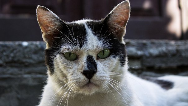 Free Cats Animal photo and picture