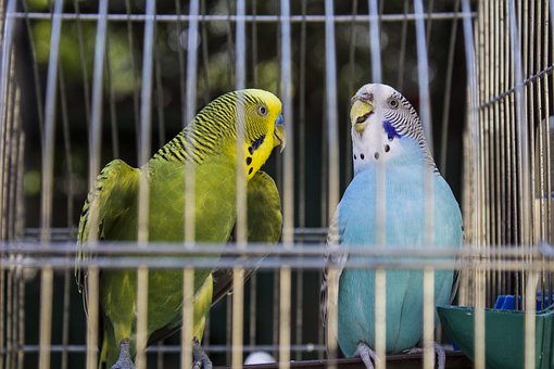 Free Animals Parrots photo and picture