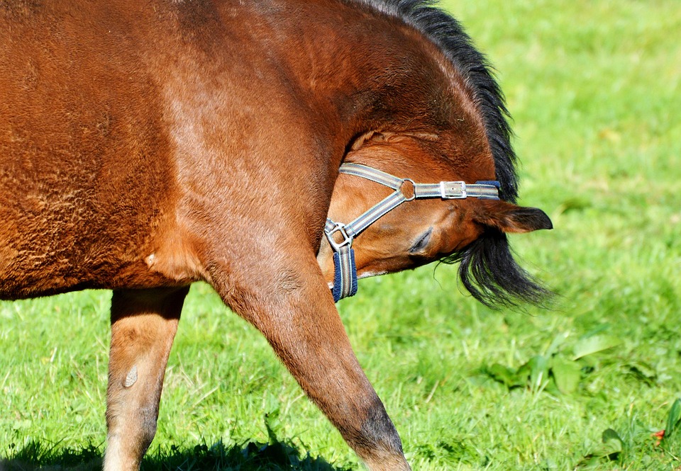 Pferd, Reiten, Reiter, Reitsport, Koppel, Tier, Kopf