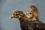 chicken, bantam, young animal