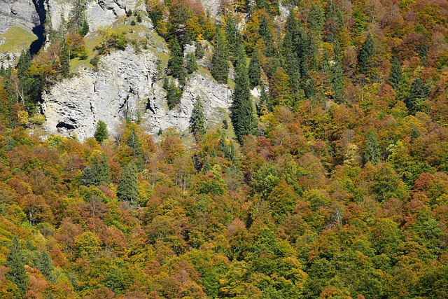 Free Fall Trees photo and picture