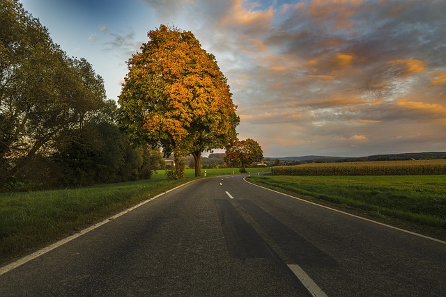 Free Fall Leaves photo and picture