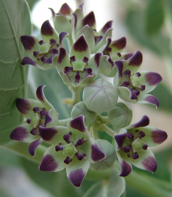 Free A Different Chichewa Flower photo and picture