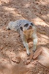 meerkat, watch, guard