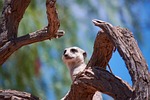 meerkat, watch, guard