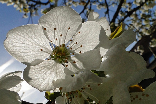 Blomst, Kirsebær, Blomst Baggrund, Hvid