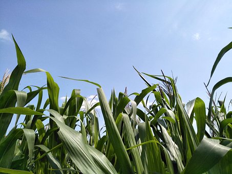 Free Sky Grass photo and picture