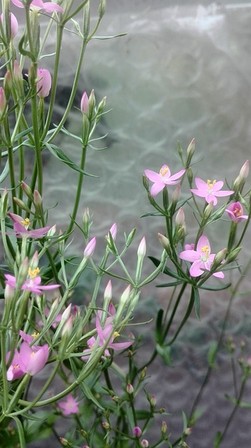 Free Centaury Herbs photo and picture
