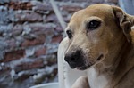 faithful friend, canine, dog