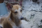 faithful friend, dog, pet