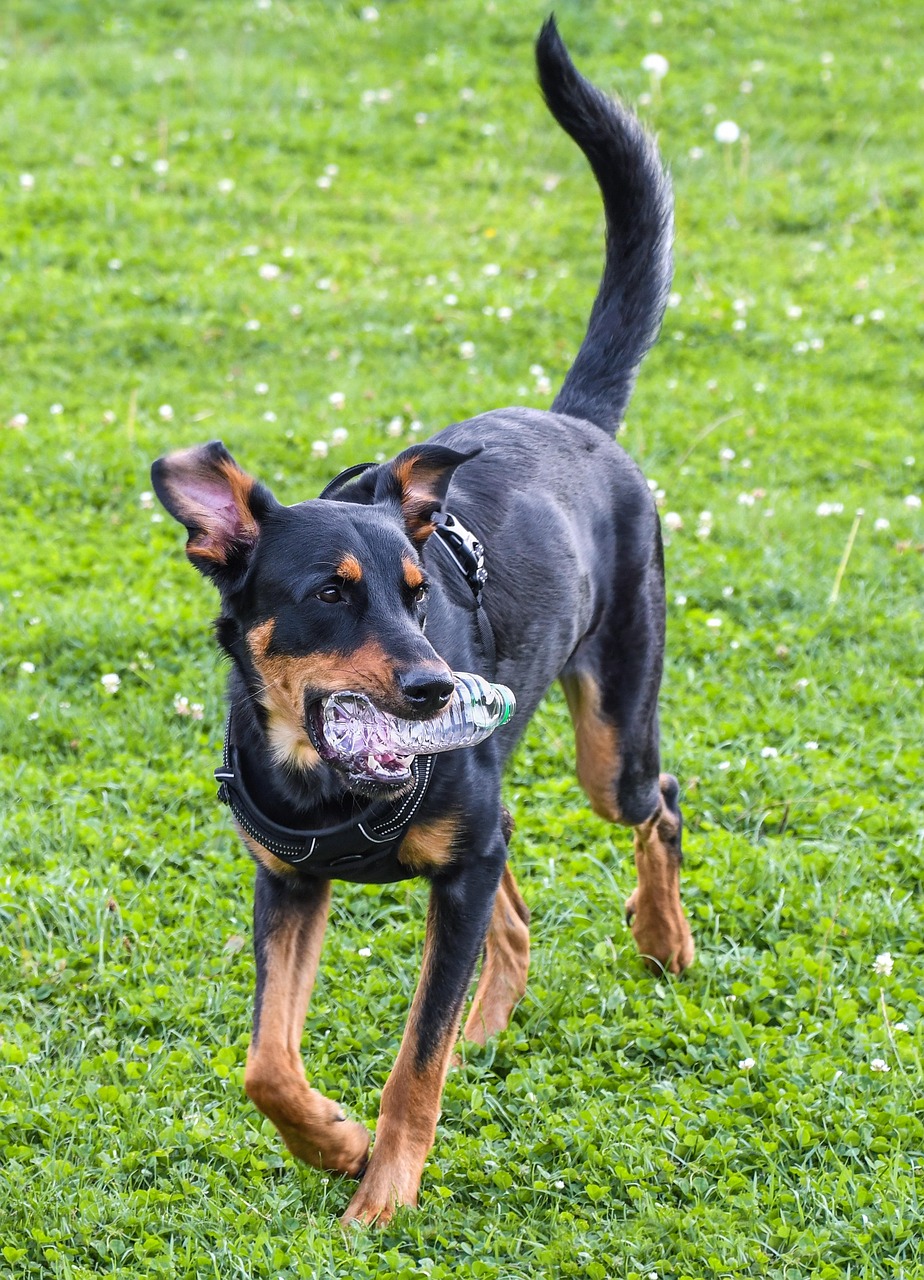 chiots-beaucerons-loki-chiot-beauceron-arlequin-nat-photo-et-nature