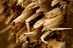 lumberyard, rotting, structure