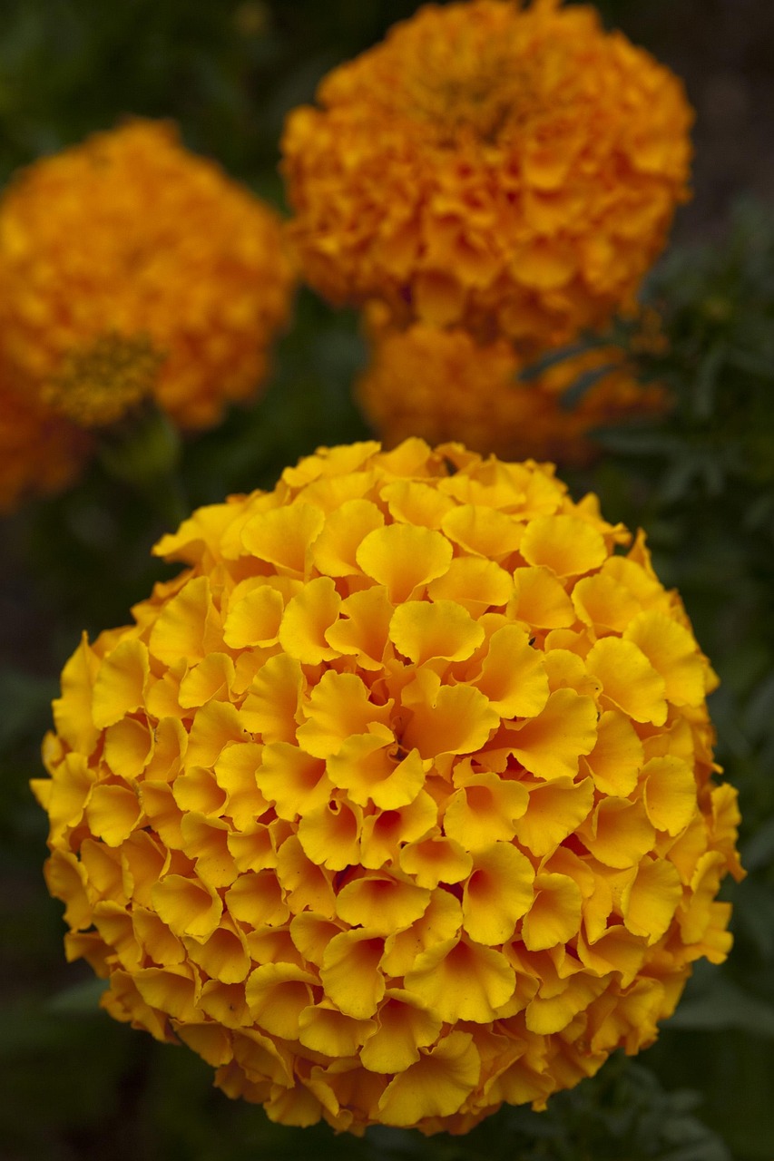 秋季 秋天花 花 - Pixabay上的免费照片 - Pixabay