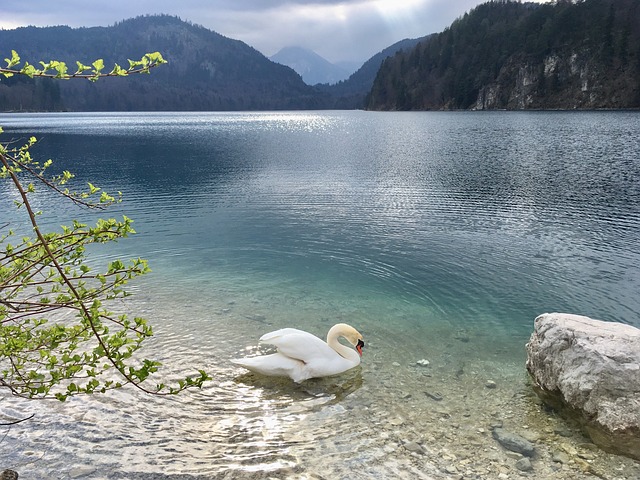 Neuschwanstein, Lago, Cisne, Idilio