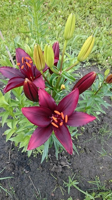 Free Flowers Flower Background photo and picture