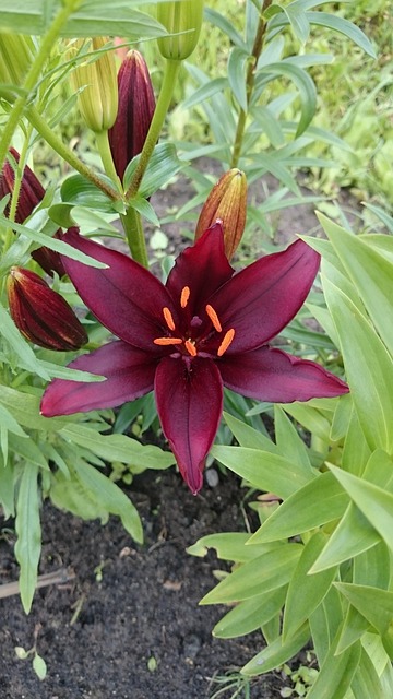 Free Flowers Lily photo and picture