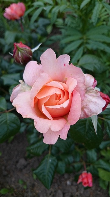 Free Flowers Beautiful Flowers photo and picture