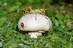 mushroom, ladybug, cricket