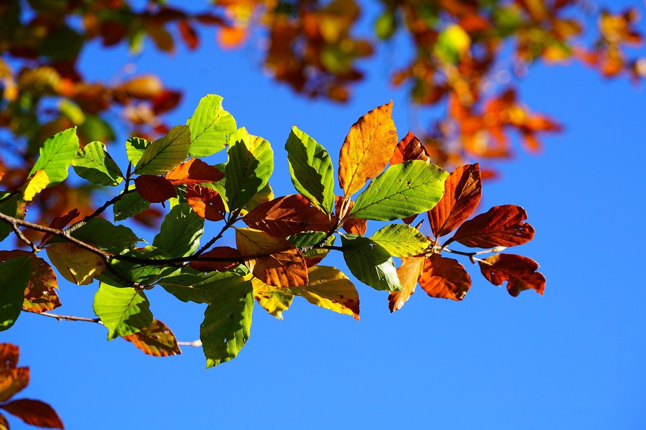 Autumn Leaves Foliage - Free photo on Pixabay - Pixabay