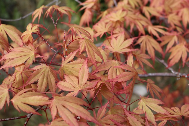 Bladeren, Herfst, Natuur, Oranje