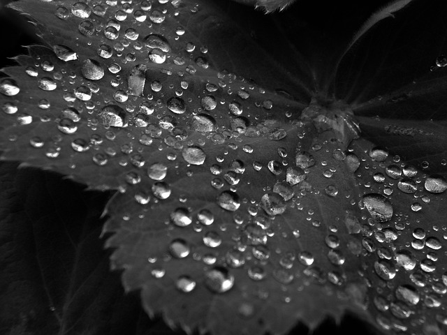 Zwart En Wit, Waterdruppels, Blad