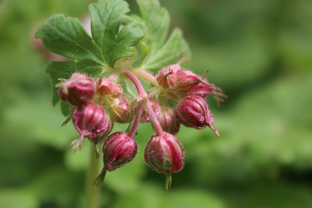 Planten, Natuur, Macro, Kleur