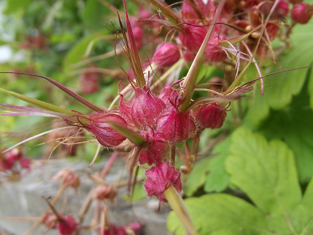 Planten, Natuur, Macro, Roze