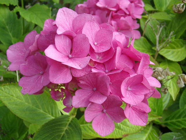 Planten, Natuur, Macro, Roze