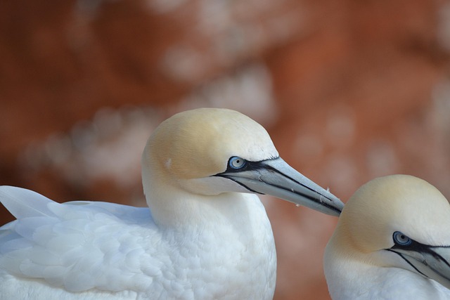 Morus Bassanus, Helgoland, Nordsøen