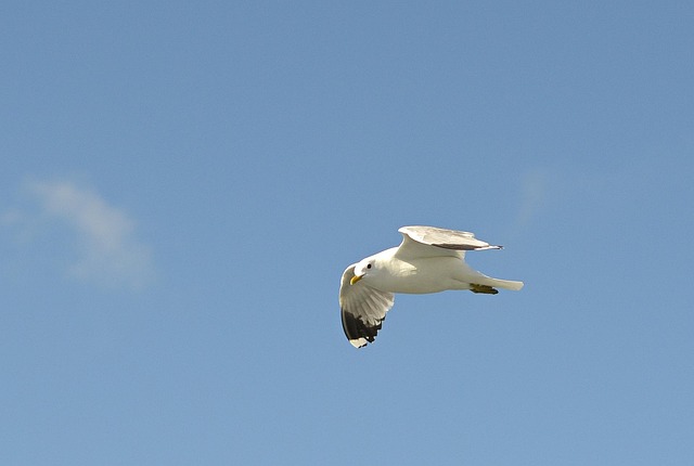 Mew Måge, Måge, Flyvningen, Nordsøen