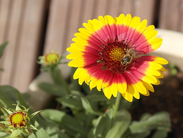 Insect Forage 4,000+ Free Forage & Nature Images - Pixabay