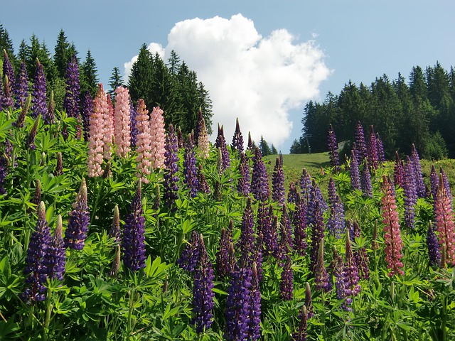Sommer, Herbst, Spätsommer, Blüte, Blume
