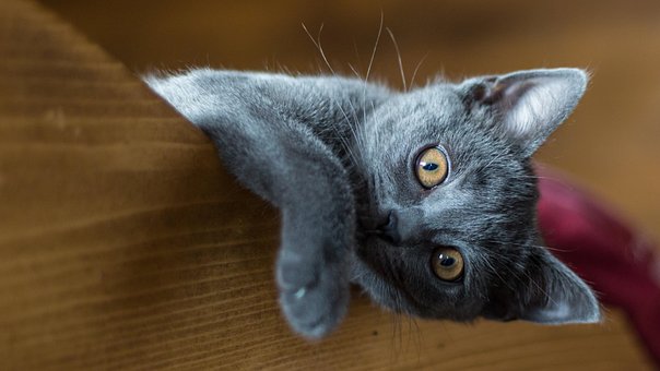 Plus De 100 Images De Chartreux Et De Chartreuse Pixabay